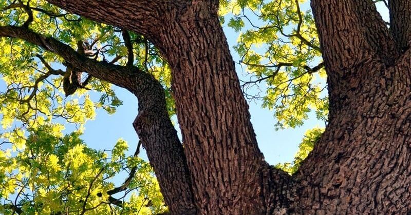 Arrelats: arbres singulars i monumentals