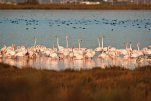 MónNatura Delta del Ebro