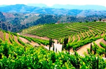 Terres del vi del Priorat