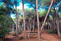 De picnic para la provincia de Barcelona (Parque Forestal de Mataro Maresme 2)
