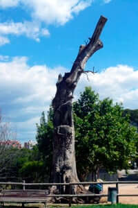 Monumental trees in Catalonia (Oak Can Oriol)