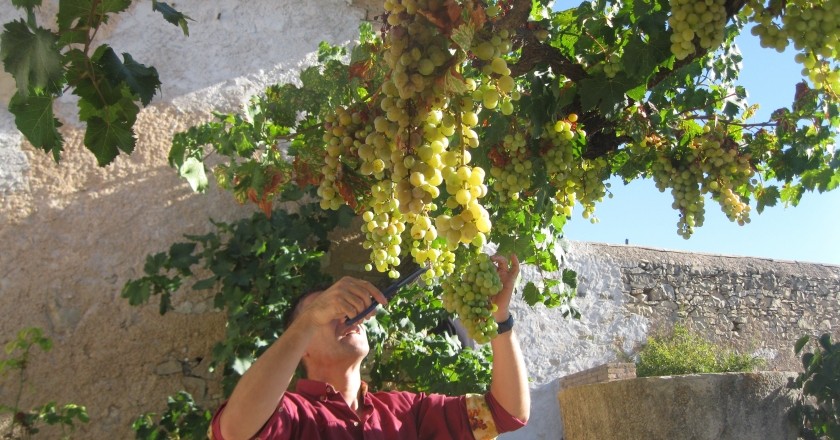 Activity In vino veritas in Barberà de la Conca