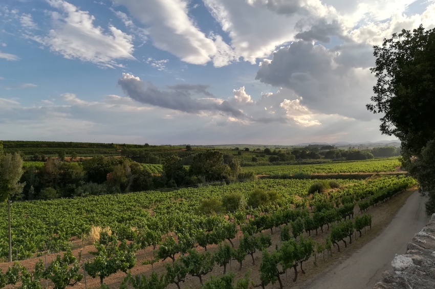 2ème Visite guidée au temps des vendanges à Subirats