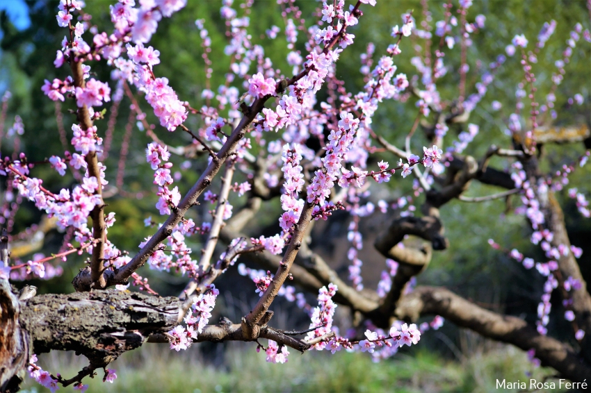 2nd Guided walk in Flowering Time in the land of the Peach of Ordal