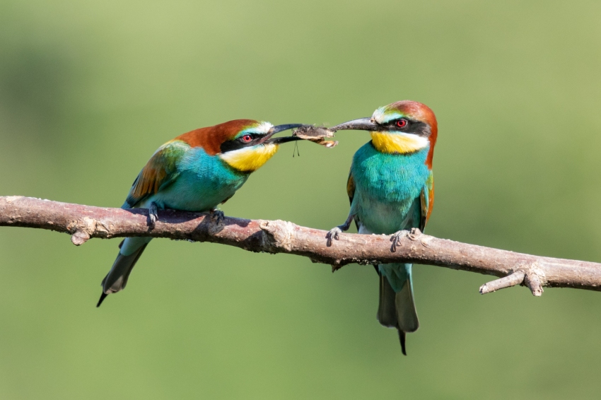 Journée mondiale de la faune