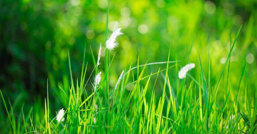 5 juin, Journée mondiale de l'environnement