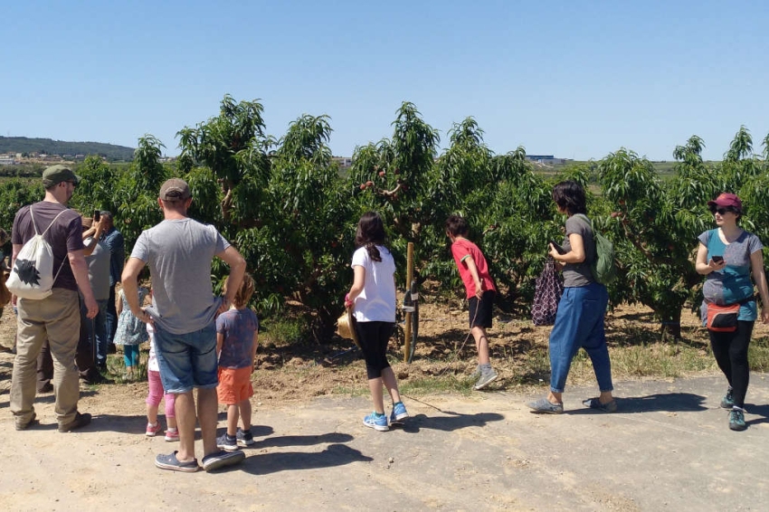 Activities at the Ordal Peach Market in Sant Pau d'Ordal