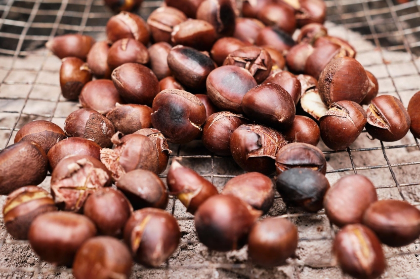 Popular chestnut in Campllong
