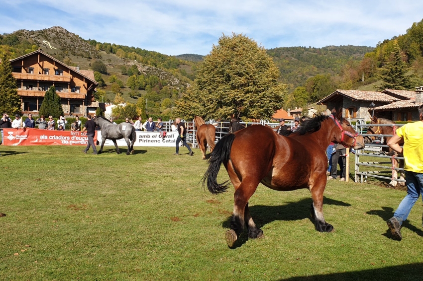 Concurso Comarcal de Caballo Pirenaico Catalán en Llanars