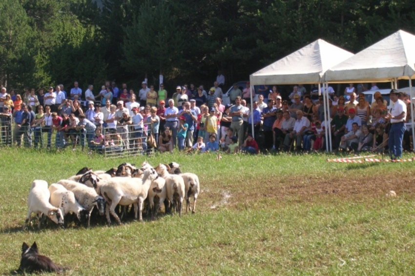 Concurso de perros d'atura en el Montnou en Odèn