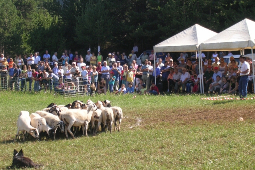 Concours d'atura canin au Montnou à Odèn