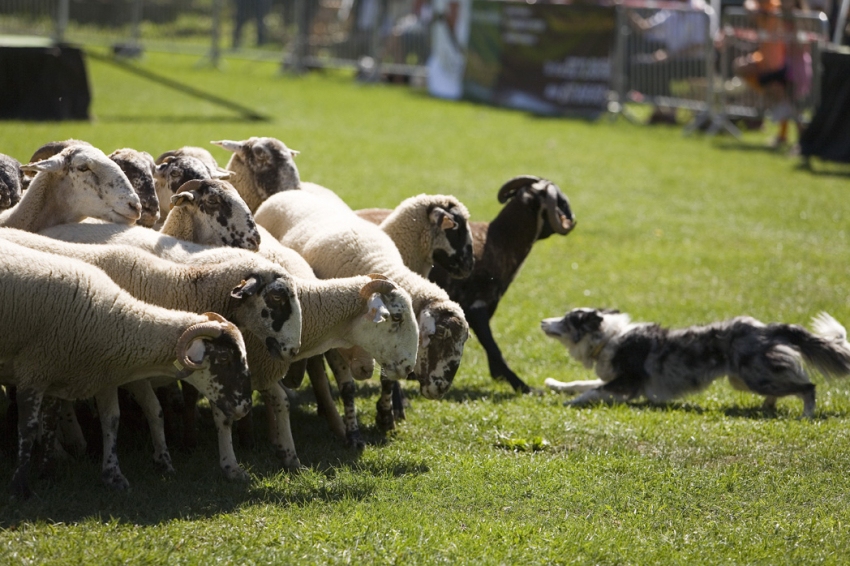 Altura Dogs Competition of the Vall de Ribes