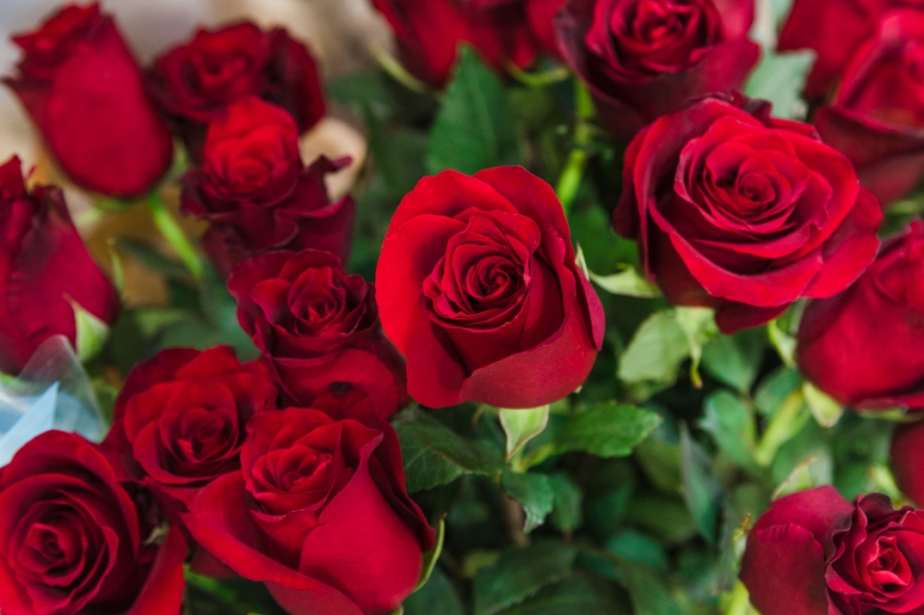 Roses Contest in Roda de Berà