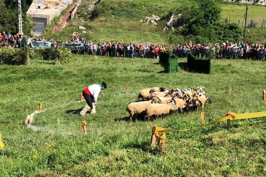 Concurso Internacional de Perros de atura de Castellar de n'Hug