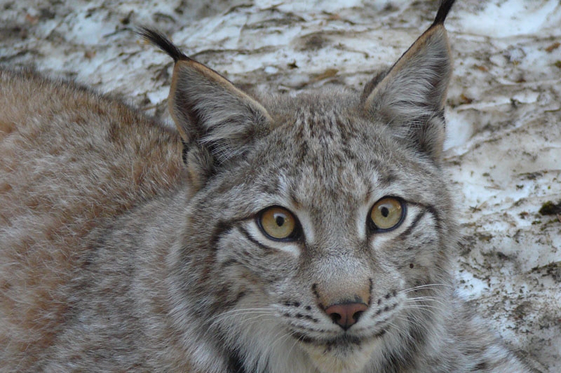 Apprenez à connaître la faune des Pyrénées avec MónNatura Pirineus