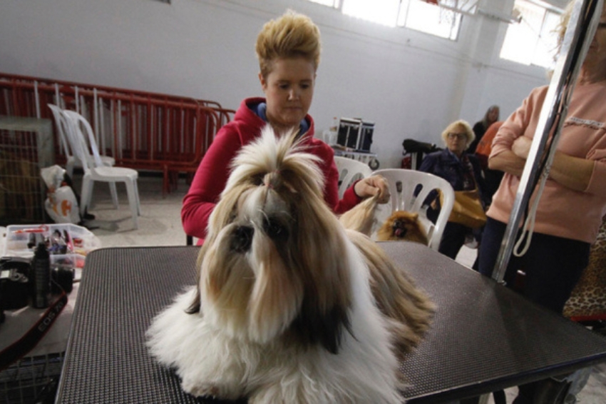 Exposición Canina de Valls