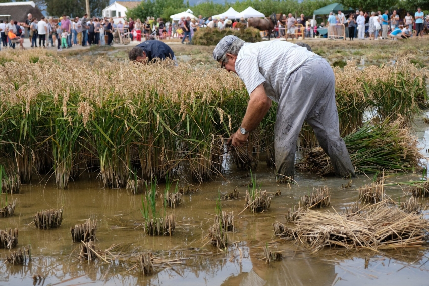 Fiesta de la siega del arroz en Amposta