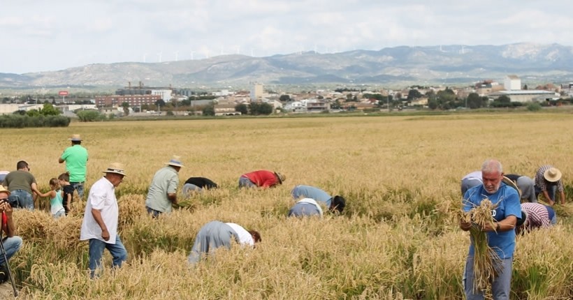 Fiesta de la siega del arroz en L'Aldea