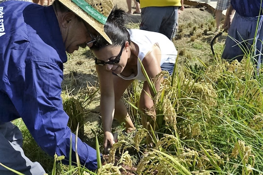 Rice harvesting festival in Sant Jaume d'Enveja