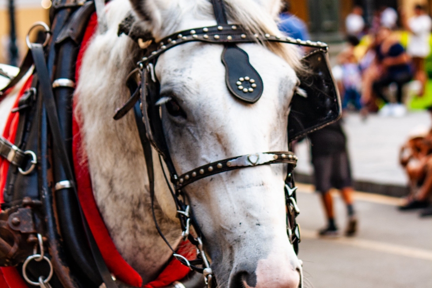 Fiesta de Sant Antoni Abad en Sant Feliu de Codines