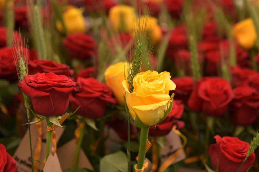 Fête de Sant Jordi à Masllorenc