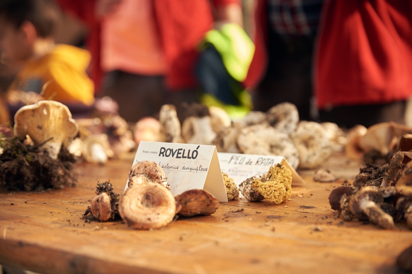 Mushroom Festival in Santa Susanna