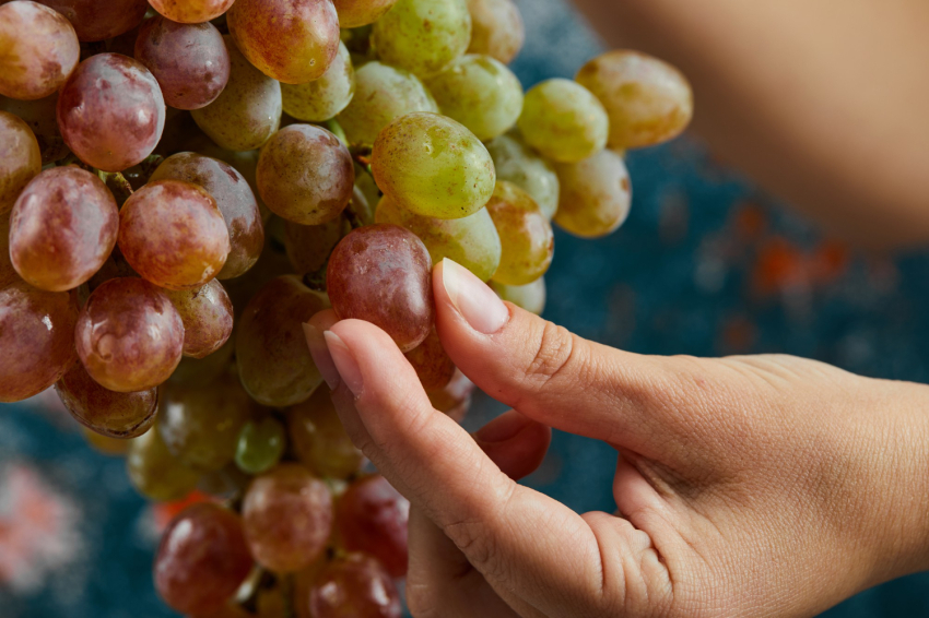 Grape Festival in Masquefa