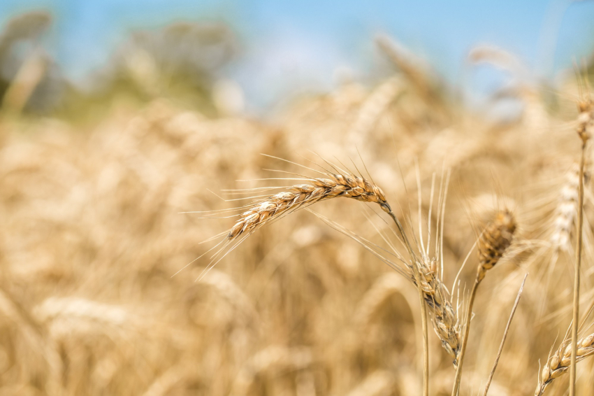 Festival of the Harvest and the Batre in Gósol