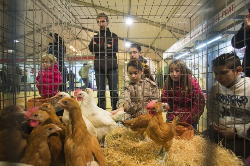 Poultry fair of the Prat breed in El Prat de Llobregat