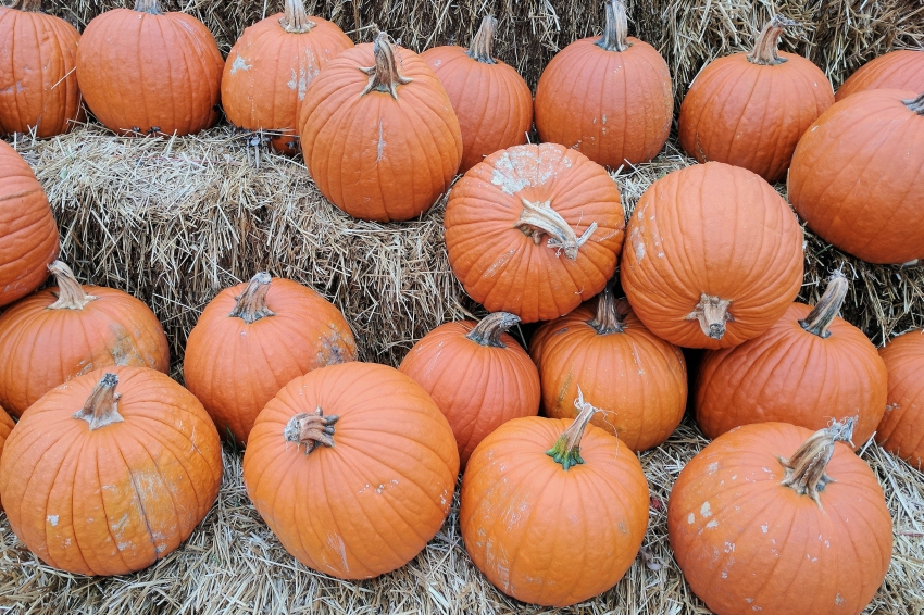 Giant pumpkin fair in Sidamon