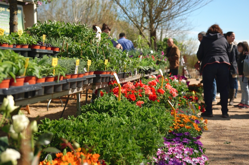 Flower and Planter Fair in Salt