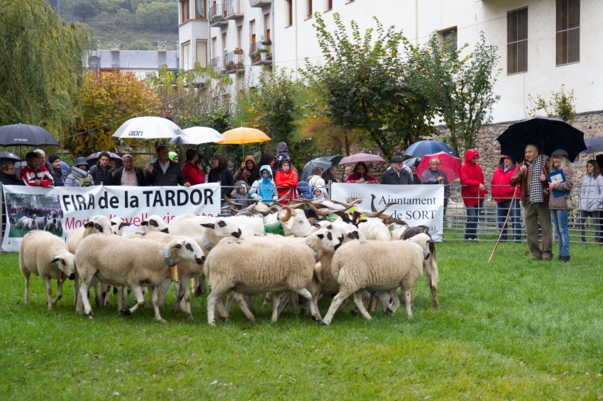 Foire d'Automne à Sort