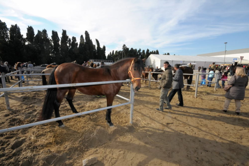 Foire de Sant Andreu à Torroella de Montgrí