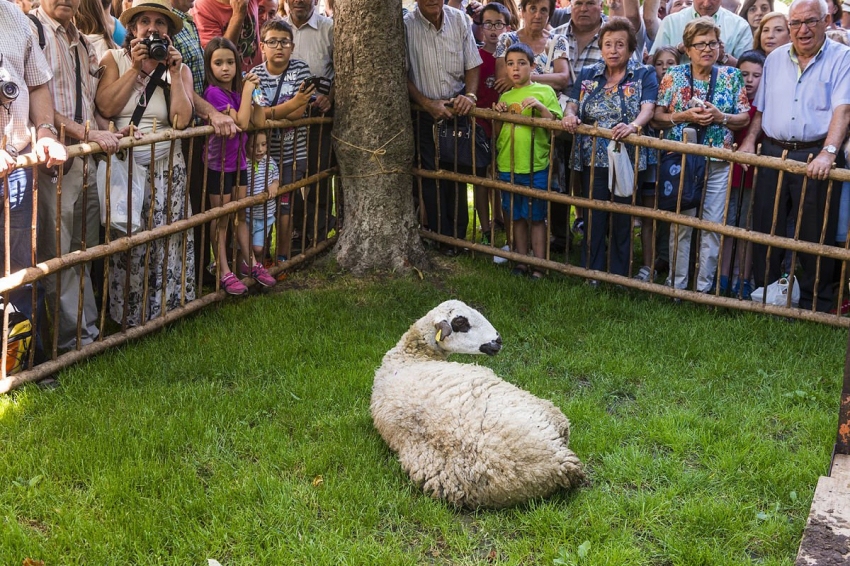 San Juan Fair and shearing of sheep with scissors in Sort