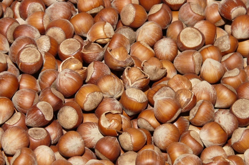 Sant Llorenç Fair and Hazelnut Fair in Riudoms