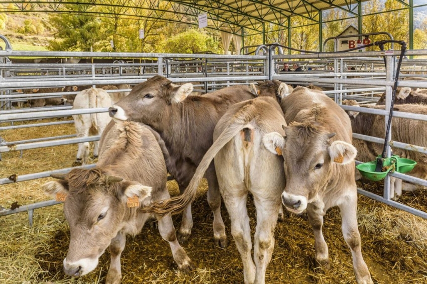 Feria de Santa Teresa en Esterri d'Àneu