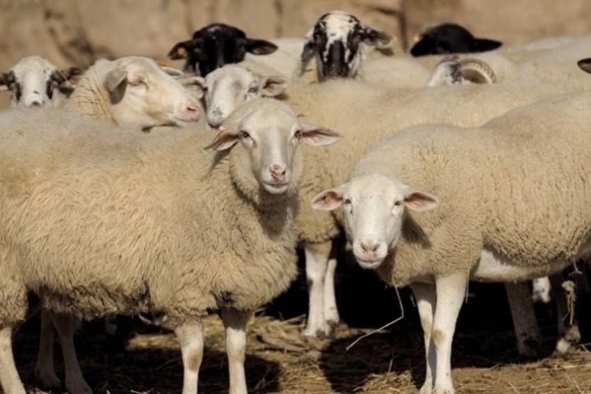 Santa Teresa Fair and Catalan Sheep Fair in Ripoll