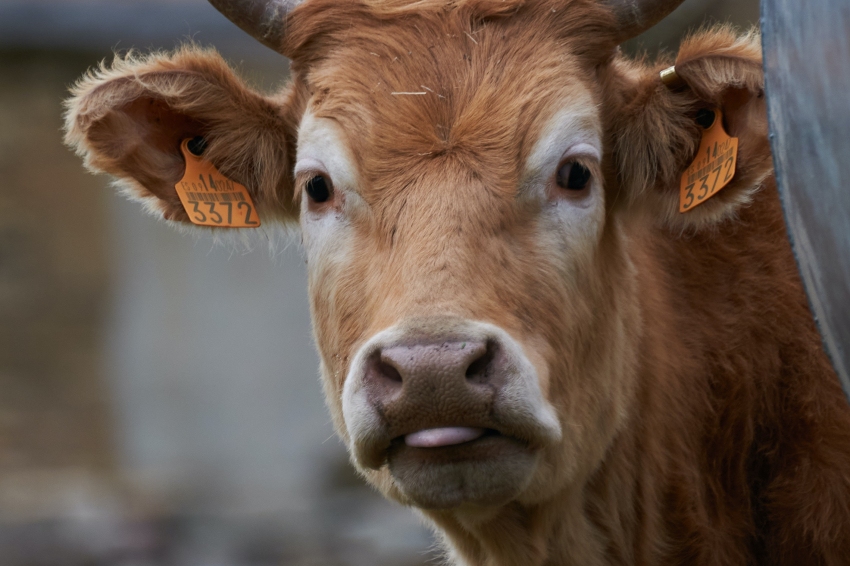 Livestock Fair of the Ribes Valley and the Bruna Cow of the Pyrenees