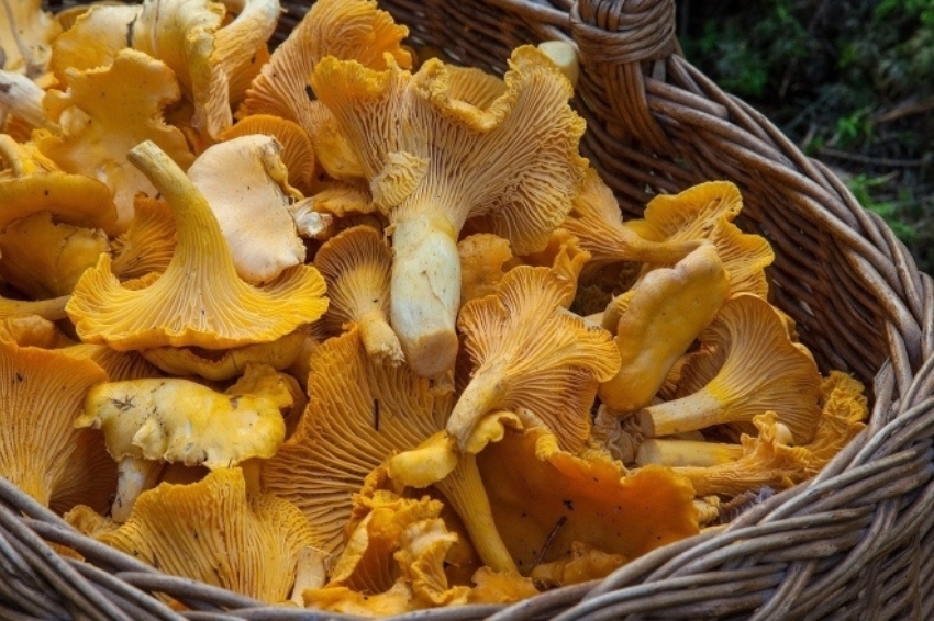 Foire aux champignons à Setcases