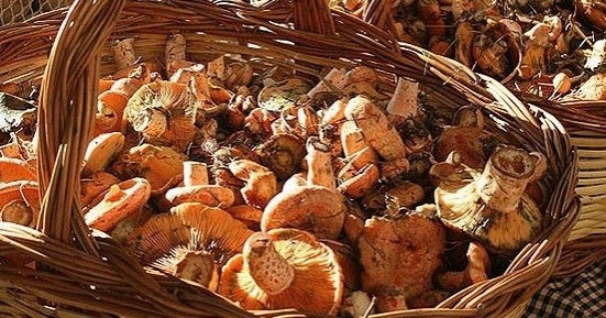 Foire aux dégustations et champignons de Vilada