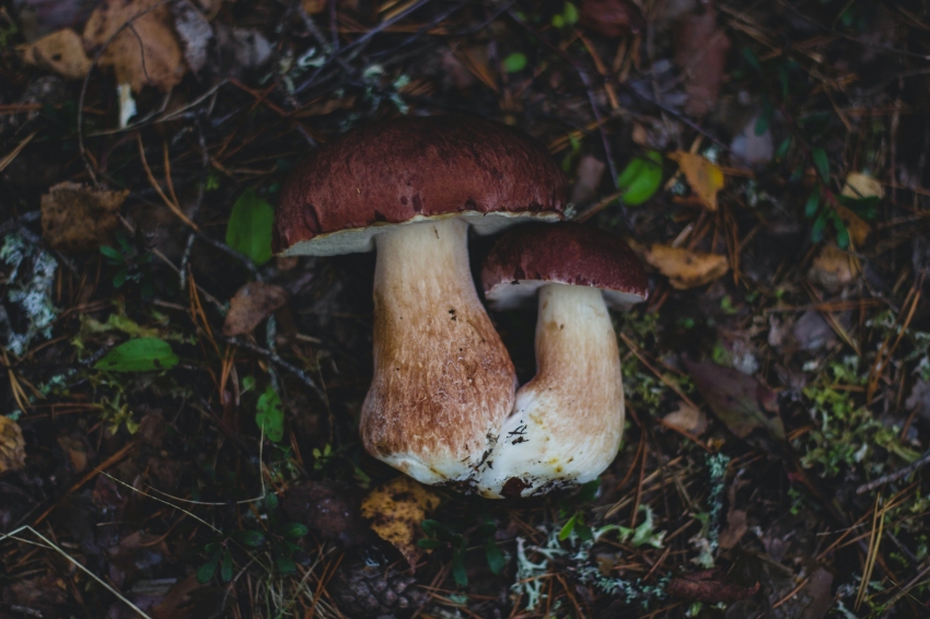 Pobla de Lillet Mushroom Fair