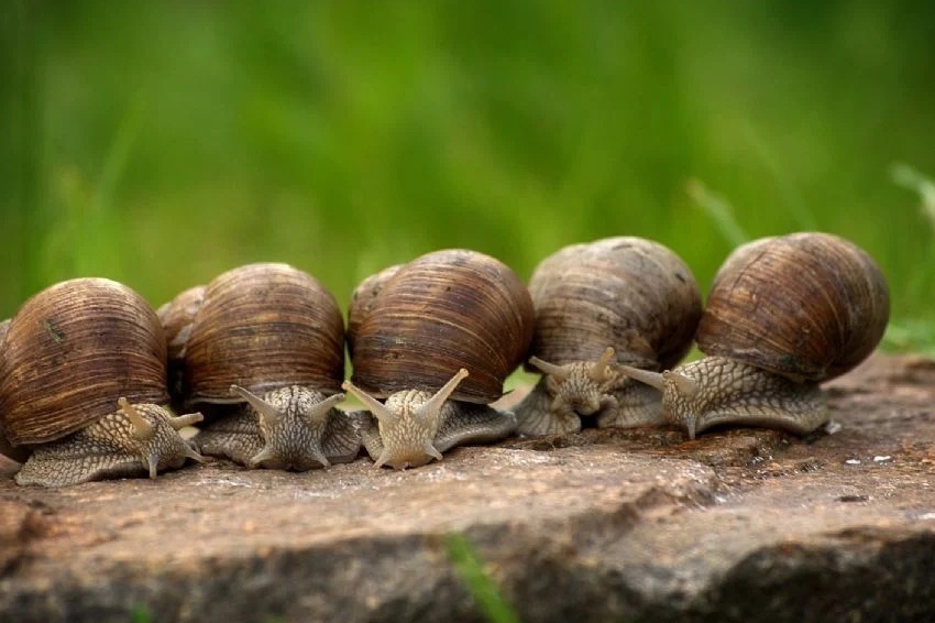 Snail Fair in L'Albi