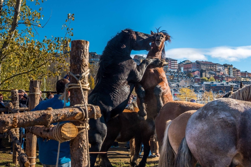 Feria Multisectorial de Puigcerdà