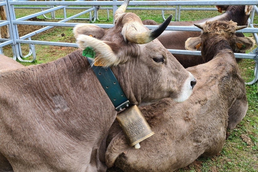 Livestock fair in Pobleta de Bellveí