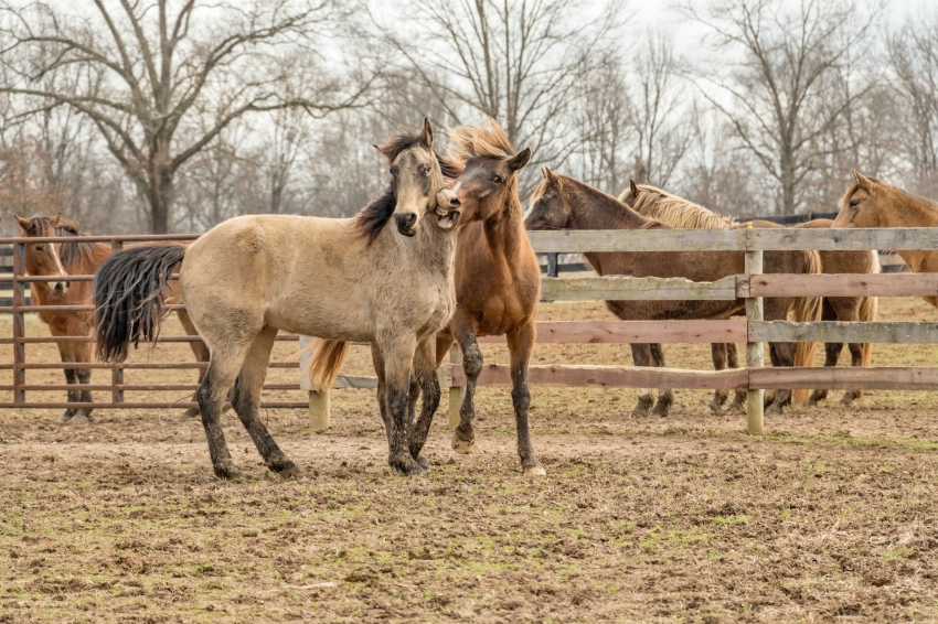 Bossòst Livestock Fair