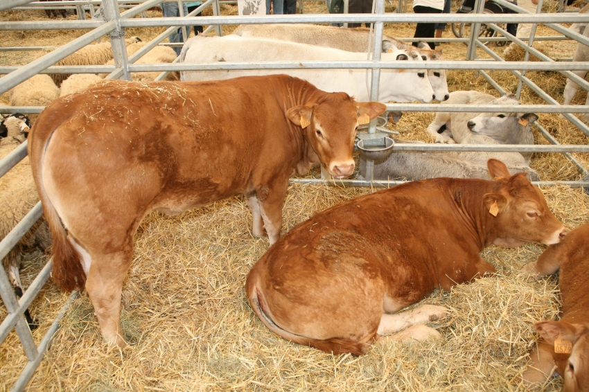 Foire de Sant Isidre à Solsona