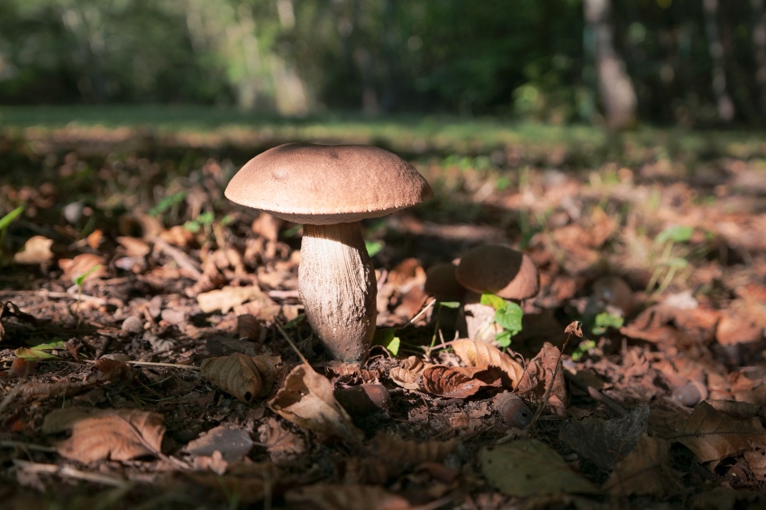 Journées Mycologiques et Botaniques au Musée du Champignon de Montmajor