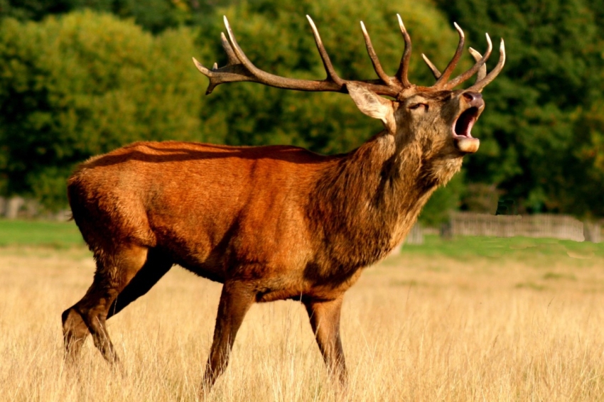 The roar of the deer