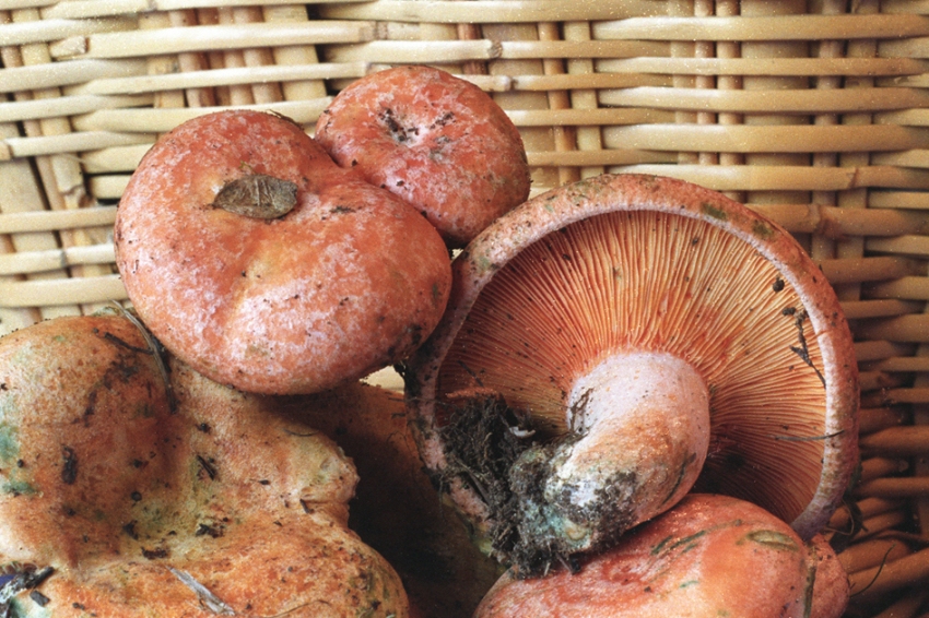 Berguedà's mushroom cuisine