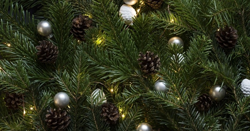 Échantillon d'arbres de Noël à Sant Miquel de Fluvià